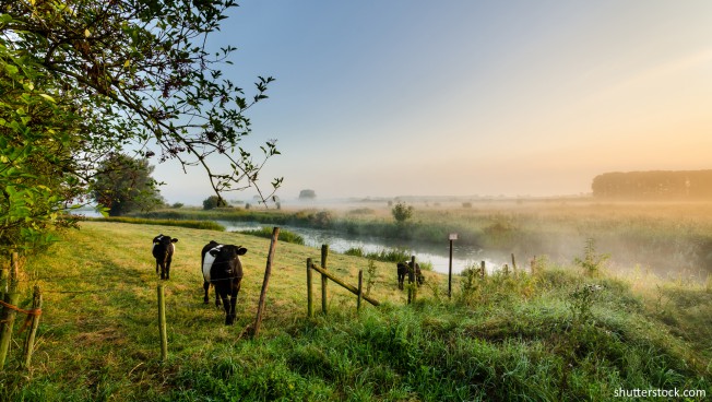 Landschaft mit Kühen